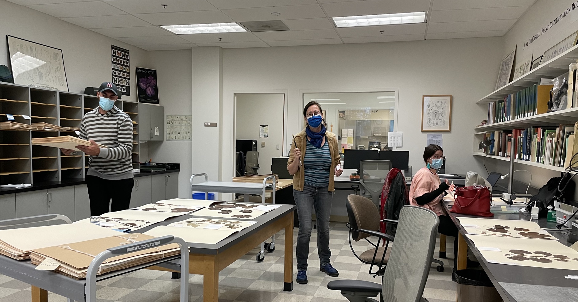 Researchers Adrien Rieux, Nathalie Becker, and Paola Campos from the French Agricultural Research Centre for International Development (CIRAD) sample historic Vitis vinifera specimens in the herbarium.