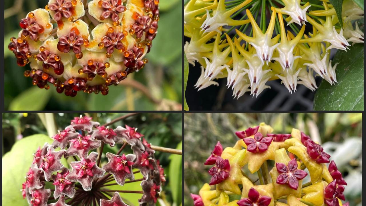 Hoya Kerrii, Hoya multiflora, Hoya pubicalyx, Hoya cinnamomifolia