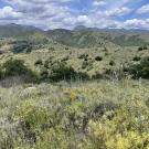 Photo of landscape, California is home to exceptionally high biodiversity, iconic landscapes, and species found nowhere else on Earth.